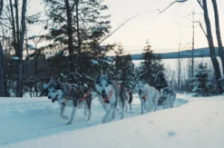 Abenteuerreise Lappland mit Hundeschlitten für 2 (2 Nächte)