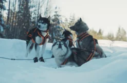 Abenteuerreise Lappland mit Hundeschlitten für 2 (2 Nächte)