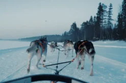 Abenteuerwoche Lappland mit Hundeschlitten für 2 (7 Nächte)