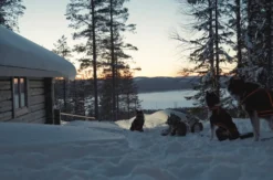 Abenteuerwoche Lappland mit Hundeschlitten für 2 (7 Nächte)