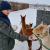 Alpakaerlebnis für Kinder Plütscheid