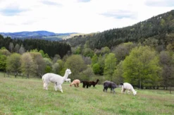 Alpaka Erlebnis Neckargerach