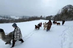 Alpaka Glühwein Wanderung Wilbich