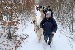 Alpaka Glühwein Wanderung Wilbich