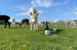 Alpaka Picknick Ennigerloh für 2