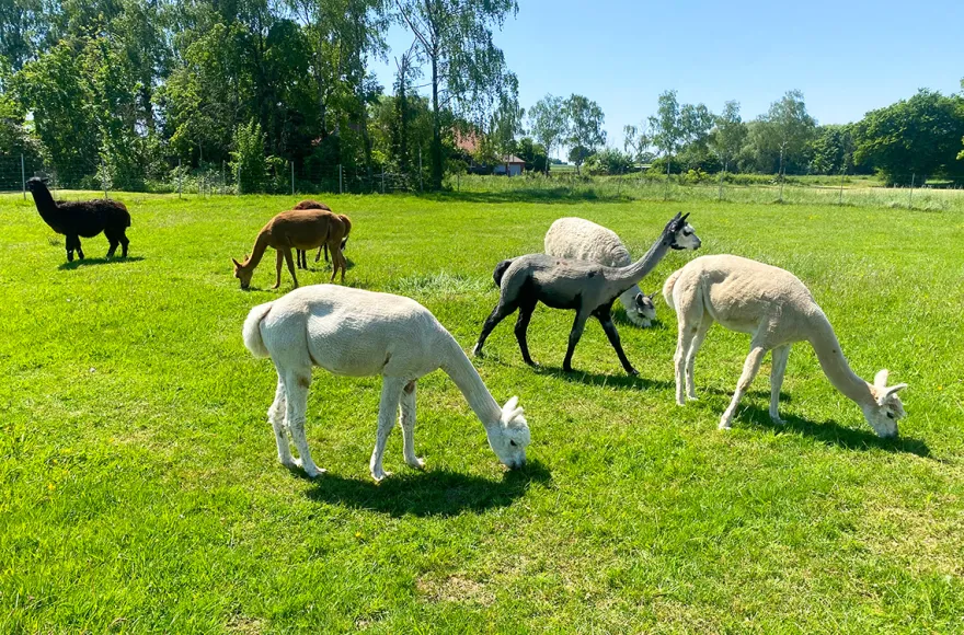 Alpaka Picknick für 2 Petershagen