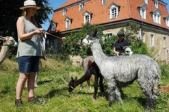 Alpaka Spaziergang für 2