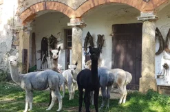 Alpaka Spaziergang für 2