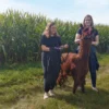 Alpaka Spaziergang Schönau-Berzdorf