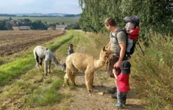 Alpaka Spaziergang Schönau-Berzdorf