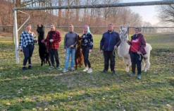 Alpaka Spaziergang Schönau-Berzdorf