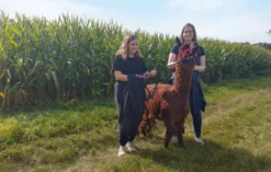 Alpaka Spaziergang Schönau-Berzdorf für 2
