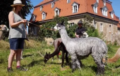 Alpaka Spaziergang Wiederoda für 2