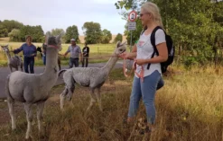 Alpaka Spaziergang Wiederoda für 2