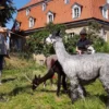 Alpaka Spaziergang Wiederoda
