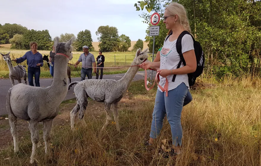 Alpaka Spaziergang Wiederoda