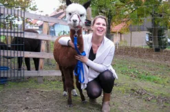 Alpaka Trekking