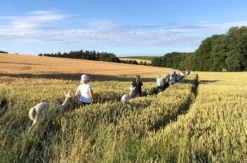 Alpaka Trekking für 2 Raum Dachau (4,5 Std.)