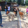 Alpaka Trekking Jettingen-Scheppach