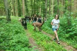 Alpaka Trekking Jettingen-Scheppach