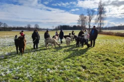 Alpaka Trekking Jettingen-Scheppach