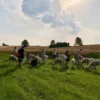 Alpaka Trekking Raum Dachau (4,5 Std.)