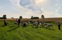 Alpaka Trekking Raum Dachau (4,5 Std.)