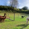 Alpaka-Trekking-Tour für 2 Plütscheid (6 Std.)