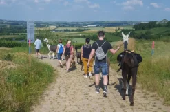 Alpaka-Trekking-Tour für 2 Stadecken-Elsheim