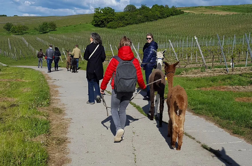 Alpaka-Trekking-Tour für 2 Stadecken-Elsheim