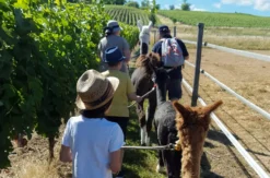 Alpaka-Trekking-Tour für 2 Stadecken-Elsheim
