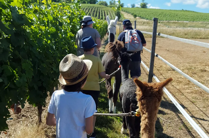 Alpaka-Trekking-Tour für 2 Stadecken-Elsheim
