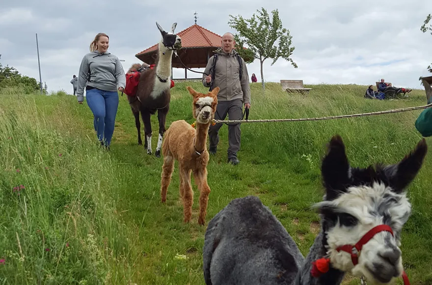 Alpaka-Trekking-Tour Stadecken-Elsheim
