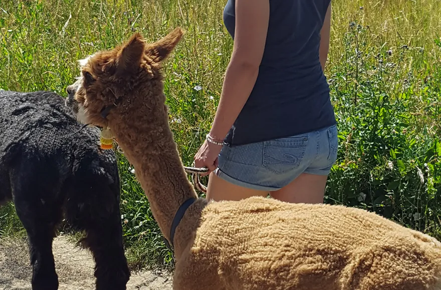 Alpaka-Trekking-Tour Stadecken-Elsheim