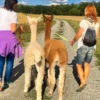 Alpaka Wanderung Arnstein für 2