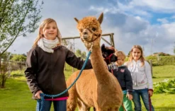 Alpaka Wanderung Bad Großpertholz für 2