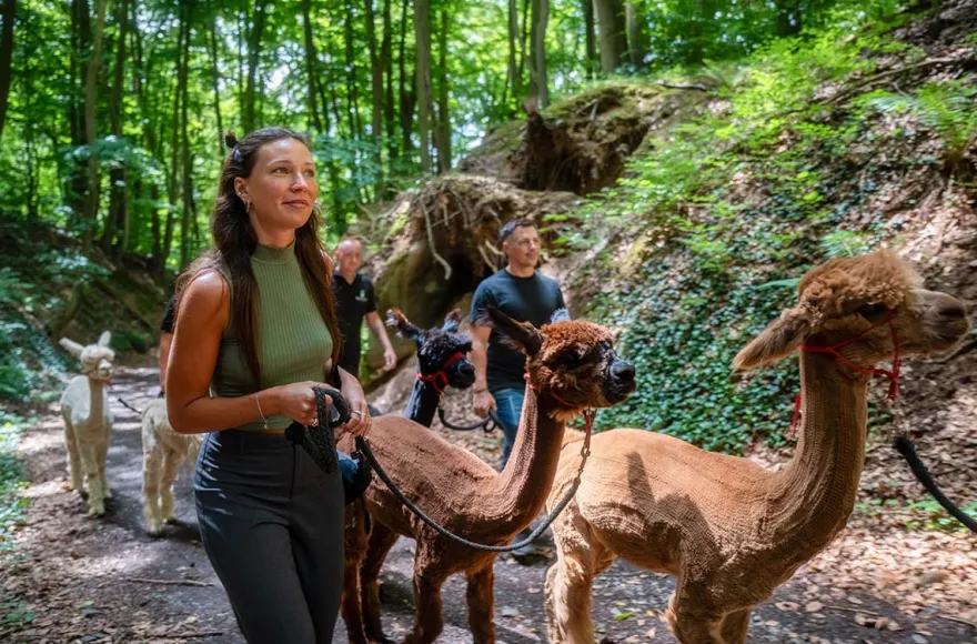 Alpaka Wanderung Bruchhausen für 2