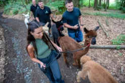 Alpaka Wanderung Bruchhausen für 2