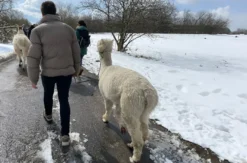 Alpaka Wanderung Eifel