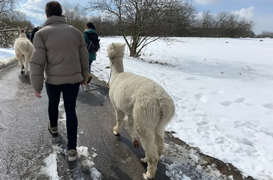 Alpaka Wanderung Eifel für 2