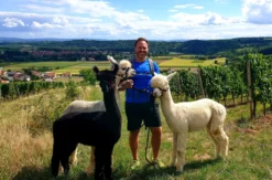 Alpaka Wanderung für 2