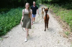 Alpaka Wanderung für 2 Jettingen-Scheppach