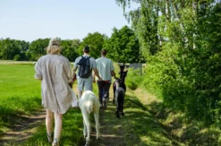 Alpaka Wanderung für 2 Petershagen