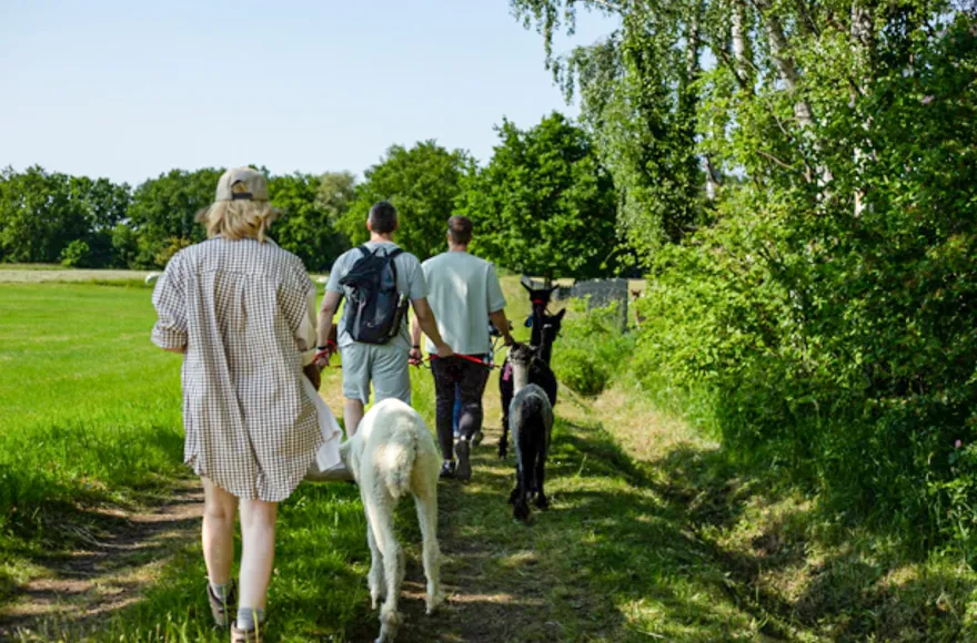 Alpaka Wanderung für 2 Petershagen