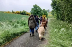 Alpakawanderung für 2 Plütscheid (2 Std.)