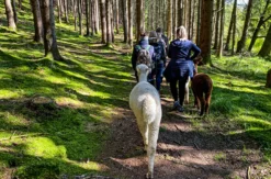 Alpaka Wanderung für 2 Raum Dachau (2,5 Std.)