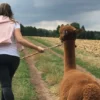 Alpaka Wanderung Heiligenstadt für 2