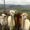 Alpaka Wanderung inkl. Imbiss Wilbich