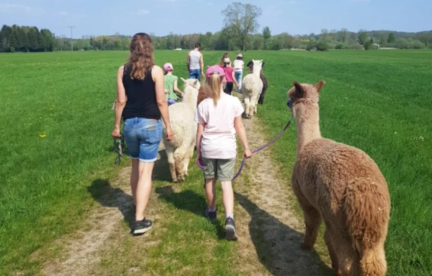 Alpaka Wanderung Jettingen-Scheppach für 2
