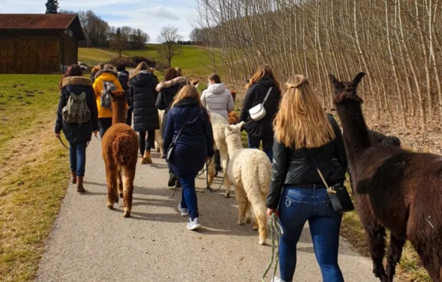Alpaka Wanderung Jettingen-Scheppach für 2
